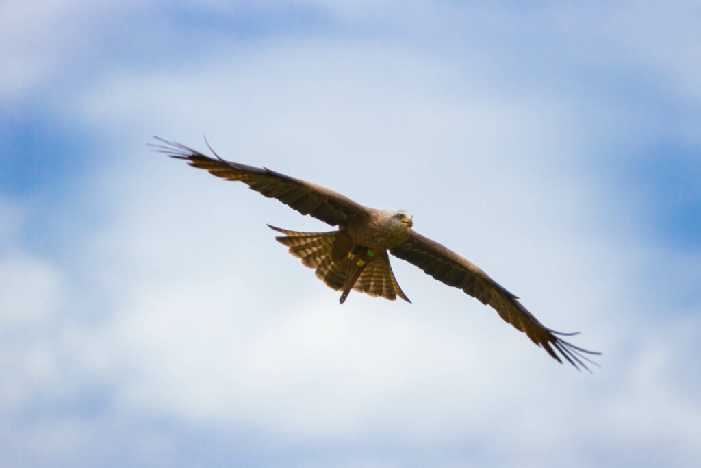 Lire la suite à propos de l’article Les Aigles du Léman