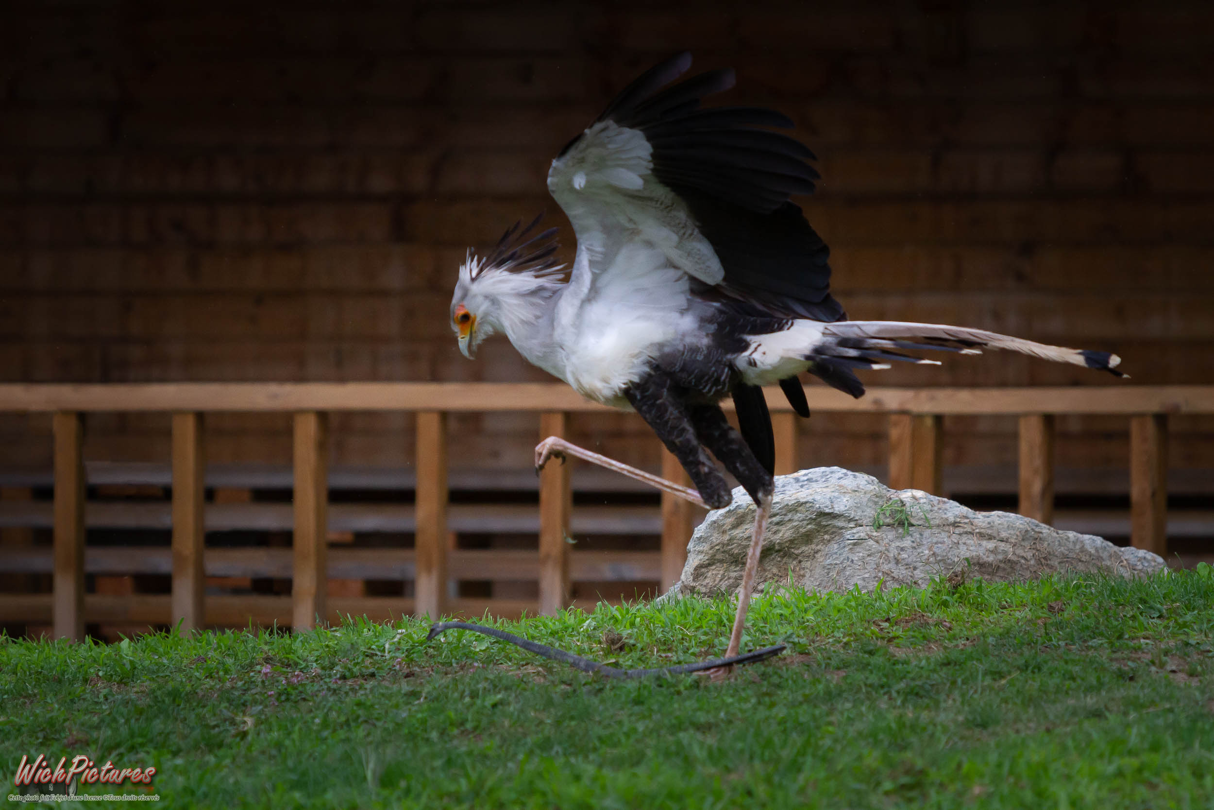 Les aigles du Lèman after